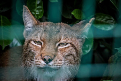 Close-up portrait of a cat