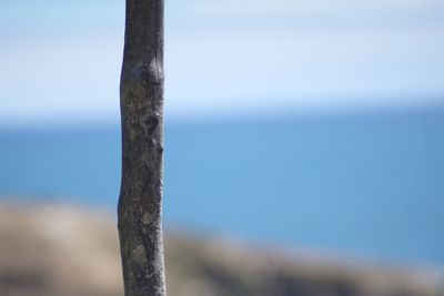 Close-up of wood against sky