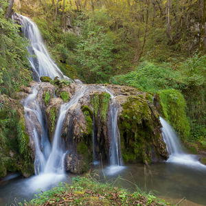 Scenic view of waterfall in forest