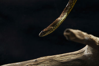 Close-up of snake against black background