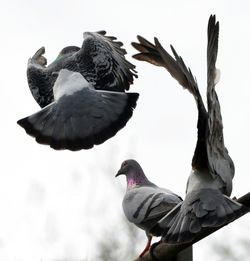 Low angle view of birds perching on wall