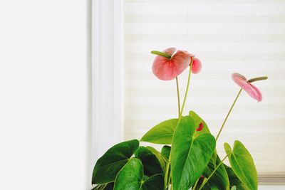 Close-up of red flowering plant against window