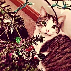 domestic cat