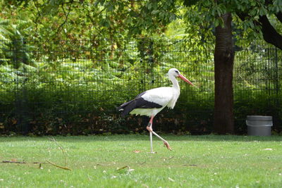 Side view of a bird on a field