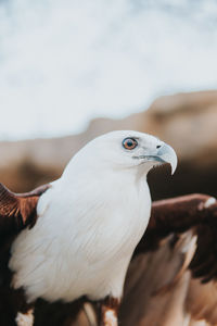 Close-up of bird looking away outdoors