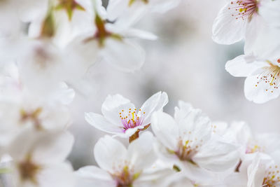 Close-up of white cherry blossoms