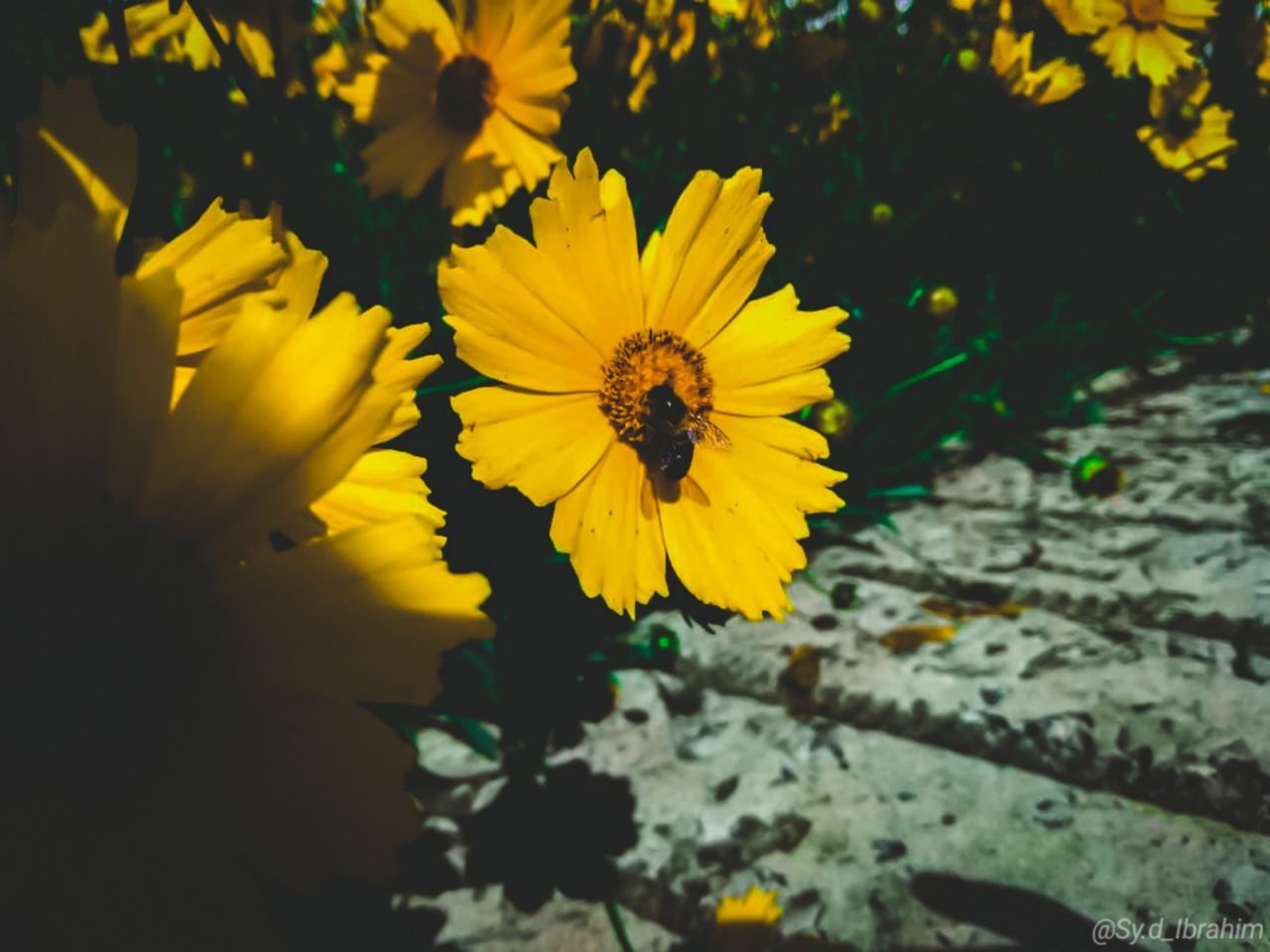 CLOSE-UP OF INSECT POLLINATING ON YELLOW FLOWER