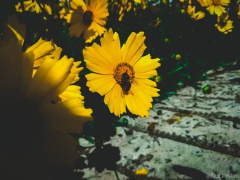 High angle view of insect on yellow flower