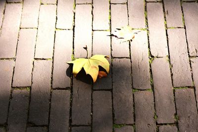 High angle view of fallen leaves on footpath