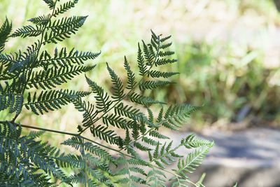 Close-up of pine tree branch