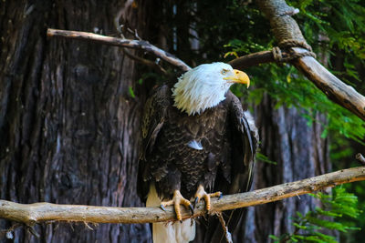 Bird perching on branch