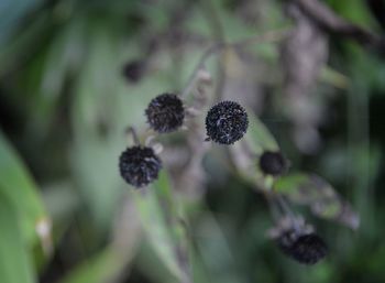 Close-up of flowering plant