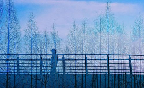 Bare trees against sky during winter