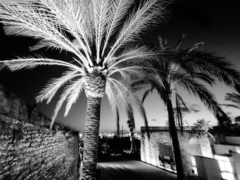 Palm trees by building against sky