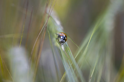 Close-up of insect on plant