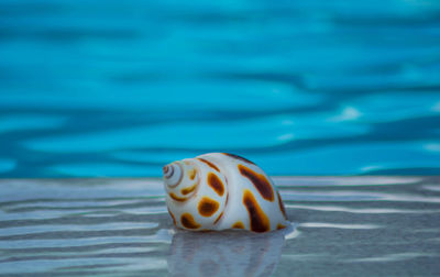 Close-up of shell on beach