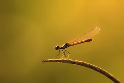 Close-up of insect on twig