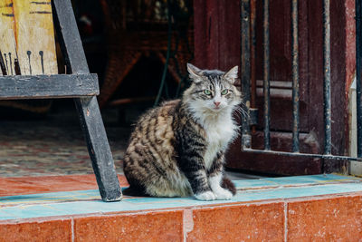 Portrait of cat sitting 