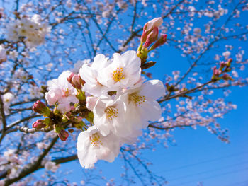 Low angle view of cherry blossoms in spring