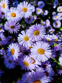 Close-up of purple daisy flowers