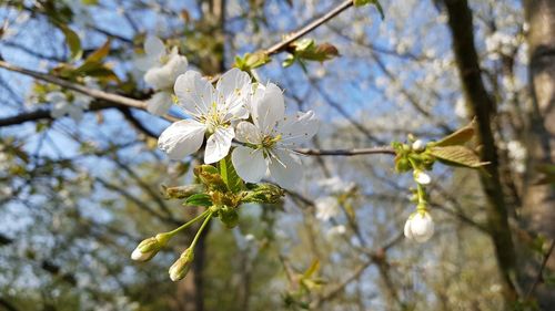 Close-up of white cherry blossoms in spring