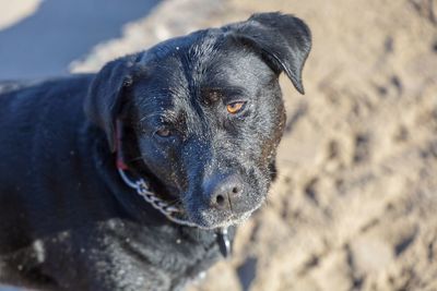 Close-up of a dog