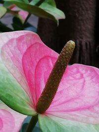 Close-up of pink flower