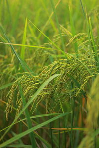 Close-up of crops growing on field