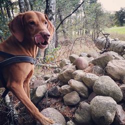 Dog looking away on rock