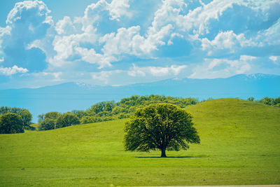 Trees on field against sky