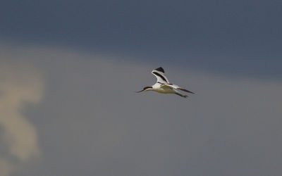 Low angle view of seagull flying