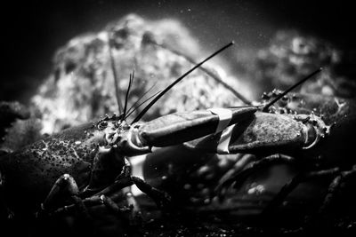 Close-up of insect on sea