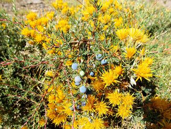 Close-up of yellow flowers