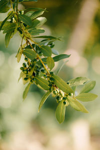 Close-up of green plant