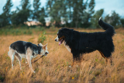 Two dogs running on field