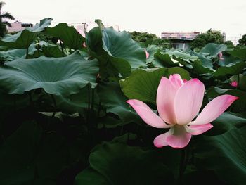 Close-up of lotus water lily