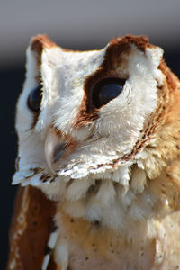 Close-up of barn owl