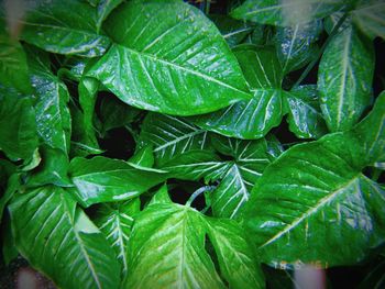 Close-up of wet plant leaves