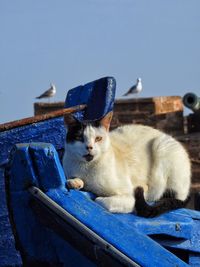 Portrait of cat on blue boat against clear sky