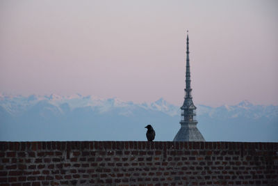 Low angle view of bird on building against sky.  turin, mole antonelliana with crow