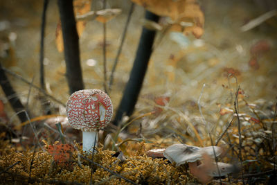 Close-up of mushroom growing on field