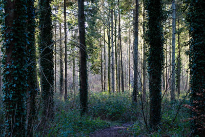 Trees growing in forest