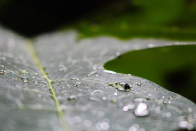 Close-up of raindrops on leaves