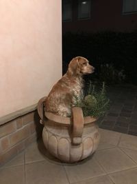 Dog sitting on floor