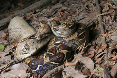 High angle view of lizard on field