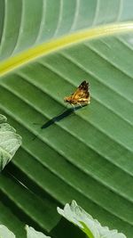 Close-up of butterfly on leaf