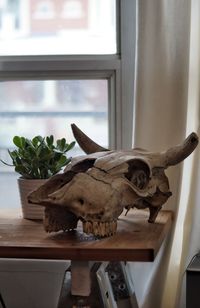 Close-up of animal skull