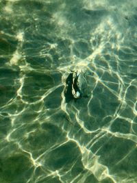 High angle view of swimming in sea