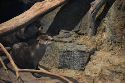 Cat relaxing on rock