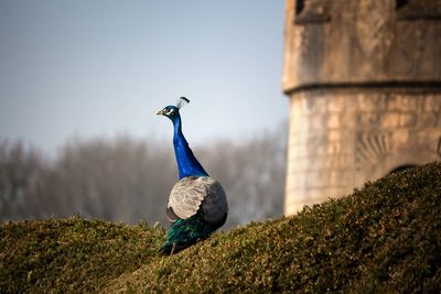 Bird perching on a plant